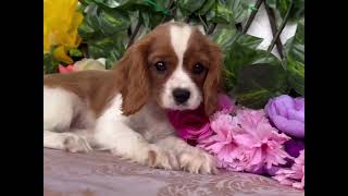 Famous Ruby Tricolor Blenheim and Black&Tan Cavalier King Charles Spaniel puppies @ World Class Cavaliers Net Worth