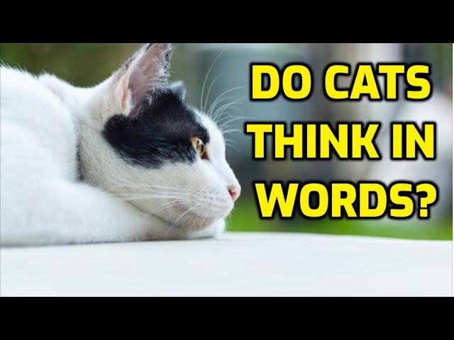 Inside The Mind of a Cat - What Do Cats Think About All Day