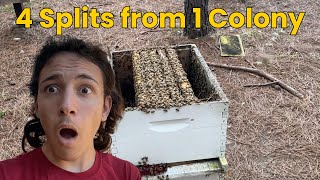 4 Splits from 1 Colony (Beekeeping)