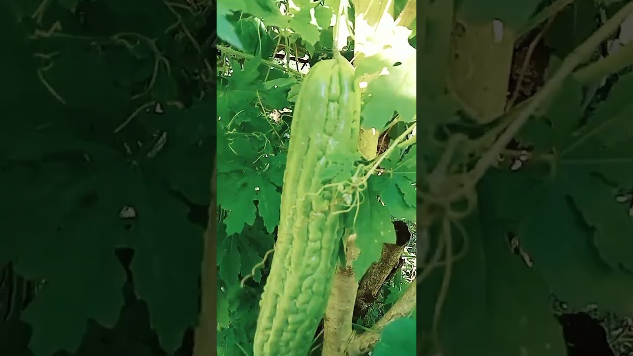 planting in our backyard different veggies 