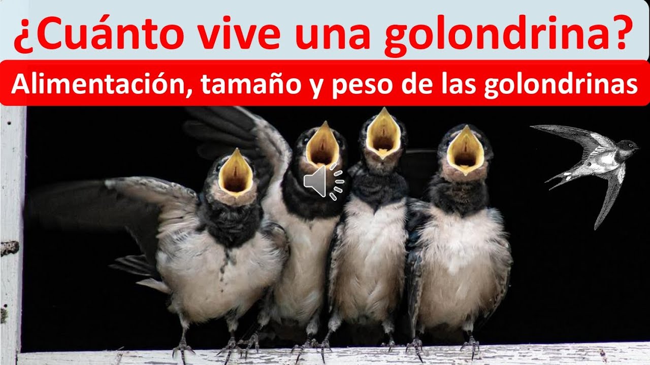 Cuando llegan las golondrinas