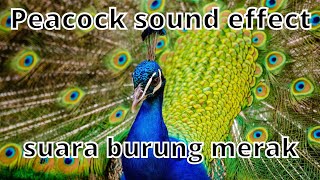 PEACOCK SOUND EFFECT SUARA BURUNG MERAK SUARA BINATANG
