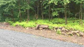 12 Birch Crest Dr video tour