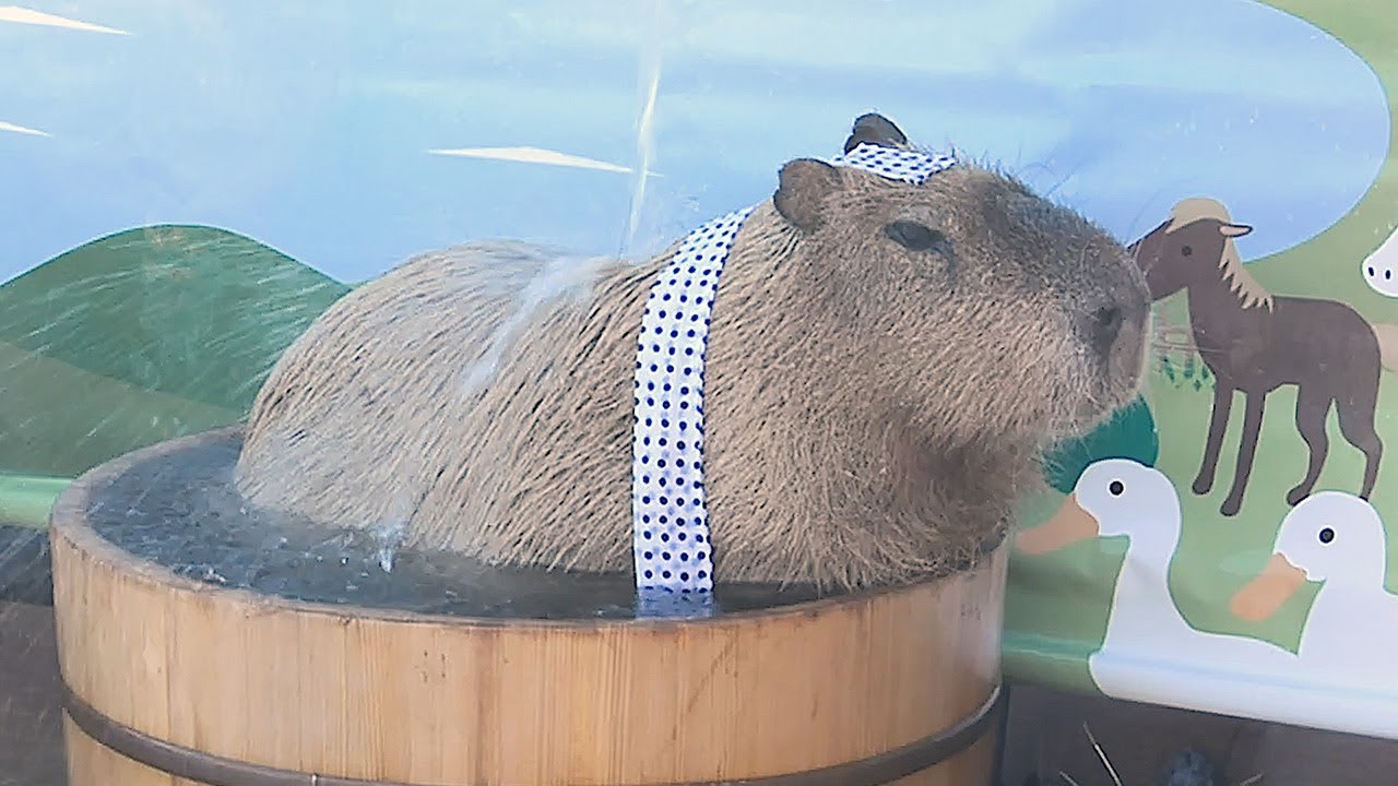 打たせ湯でくつろぐカピバラたち Youtube