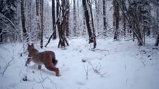 Lūšis medžioja stirną / A lynx hunts a roe deer..