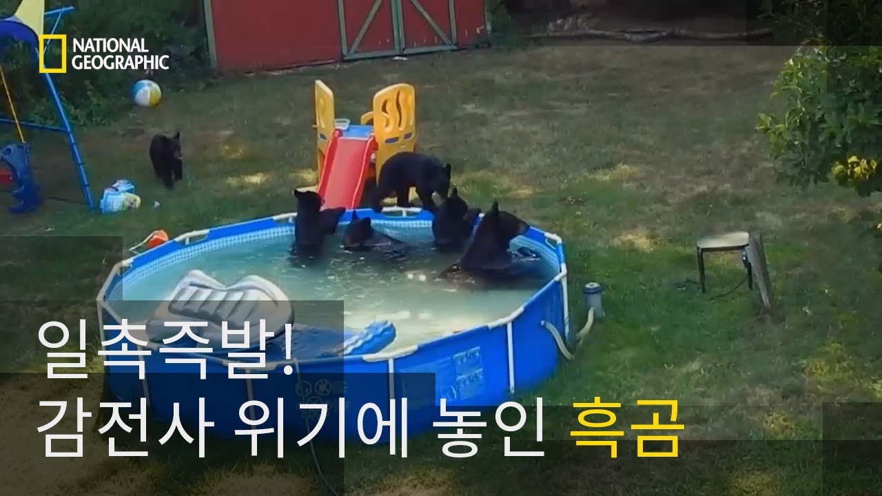 겁없는 곰들에게 닥쳐온 감전 위기