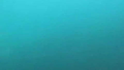 Soupfin and leopard sharks in La Jolla, CA