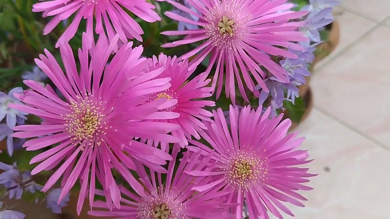 Buz çiçeği familyasından,acem halısı, damat mendili çiçeği bakımı yetiştirilmesi.