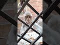 bezubaan kiSeva bejuban ki awaaz monkey baby animal prayagraj