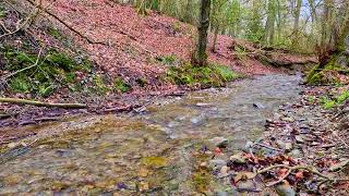 The murmur of a stream in the forest calms the nervous system. Relaxation to the sound of the river. by waldirelax 154 views 2 weeks ago 1 hour, 34 minutes