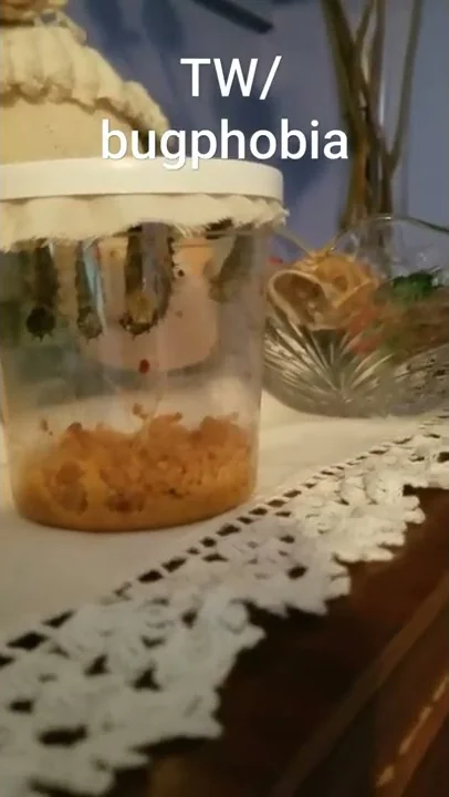 catapiller into christalis