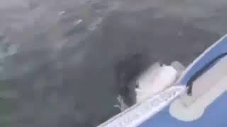 Пиздец рыбаку. Нападение акулы на резиновую лодку