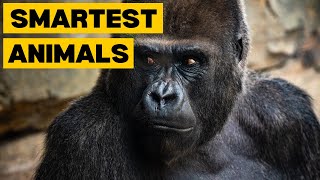 Top 10 SMARTEST Animals in the World by Planet of Predators 615 views 1 month ago 2 minutes, 56 seconds