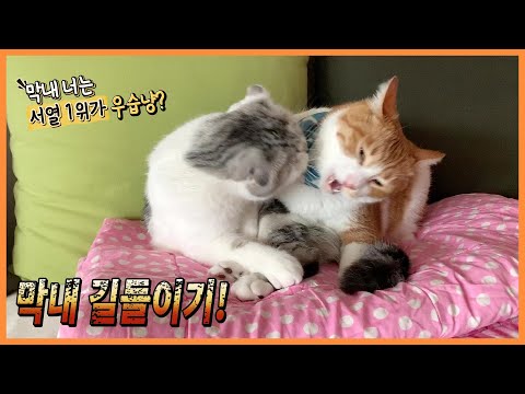 [<strong>호클</strong>] 버릇없는 막내고양이 길들이기! 서열 1위의 위엄!