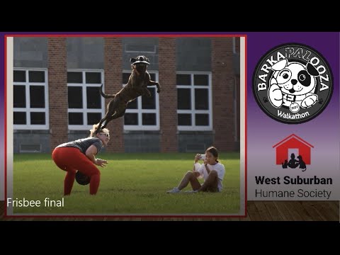 Virtual Barkapalooza 2020 - frisbee/disc dog demonstration