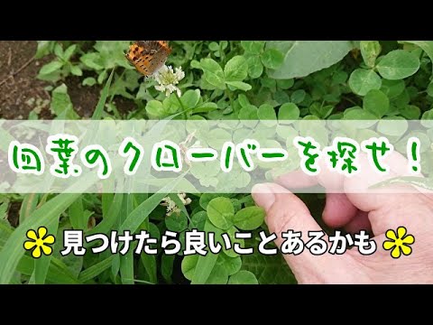 四葉のクローバー探してみた Youtube 四葉のクローバー探してみた Youtube