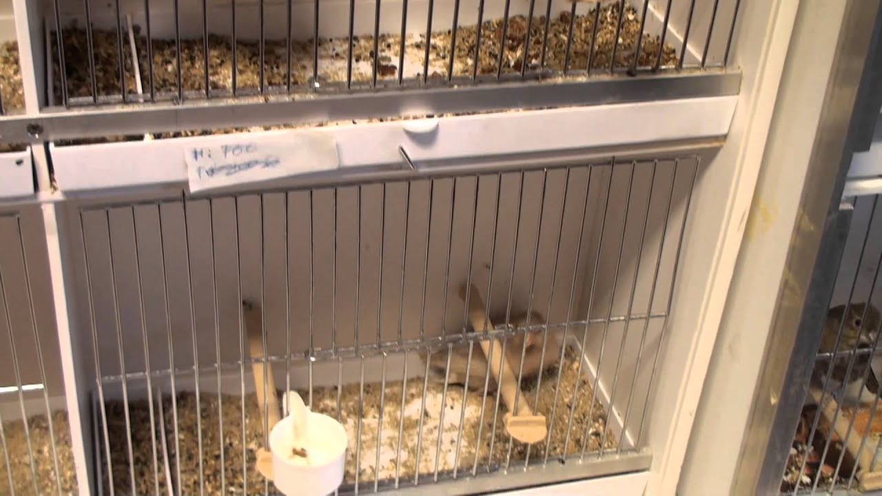 Bourse d'oiseaux EUROBIRD 2013 theux (Belgique)