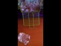 Zieke hamster
