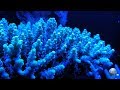 L'alimentazione dei coralli