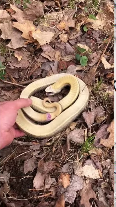 A Grass Snake Plays Dead on a Cold Autumn Day