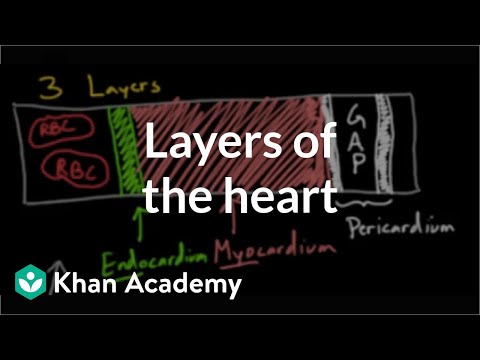 Layers of the heart | Human anatomy and physiology | Health & Medicine | Khan Academy
