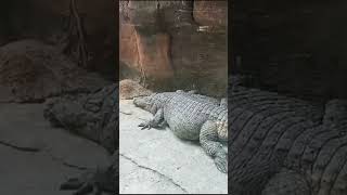 BUAYA PERUT BESAR, Apakah HABIS MANGSA ORANG?  #zoo #animals #tiger #Crocodile #buaya