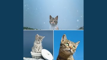 Sensational Backdrops for Mysterious Kittens