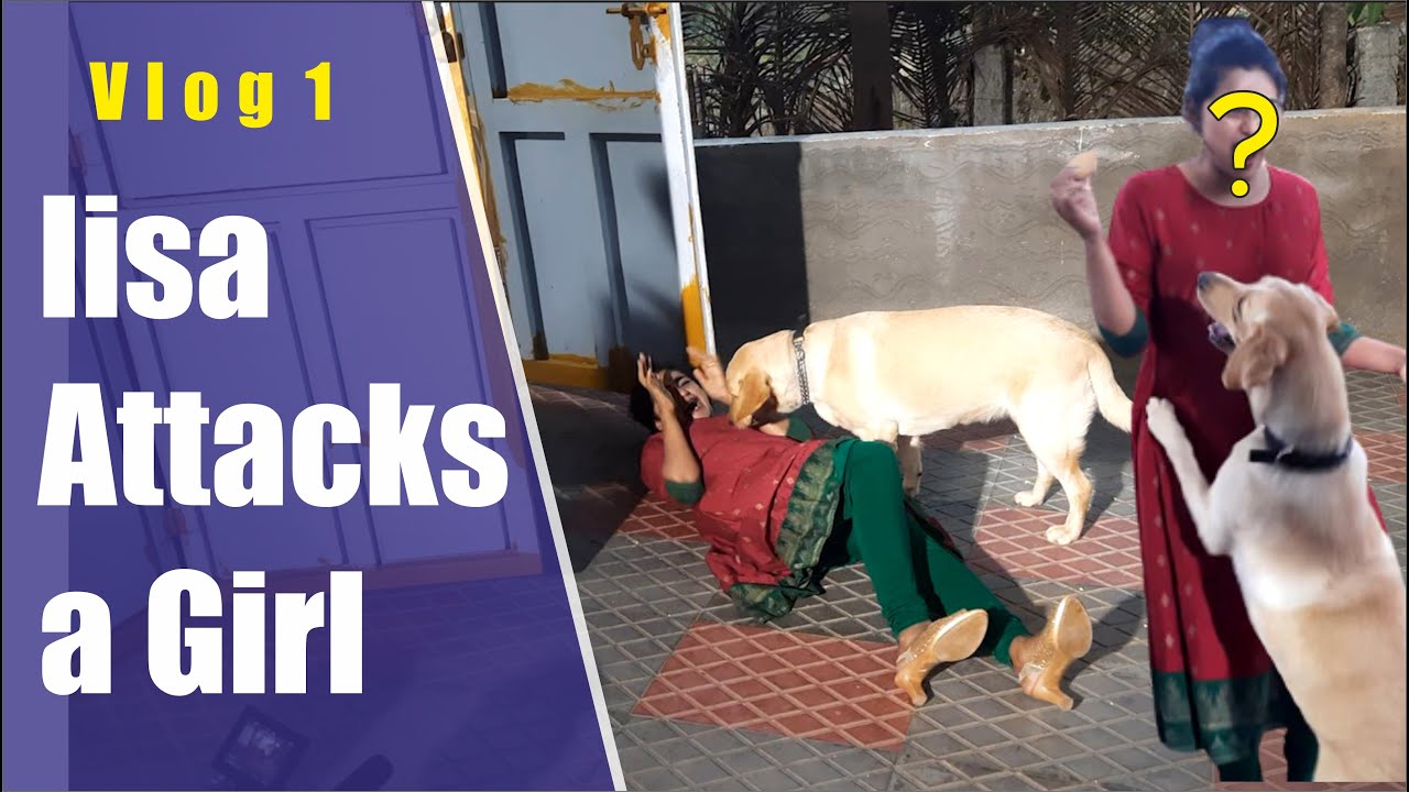 lab dog attack a girl film shooting volg with lisa becool I monalisa