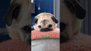 The different sides of Loulou  #pug #dog #pets