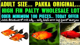 HIGH FIN PLATY LOT FOR SALE TELUGU