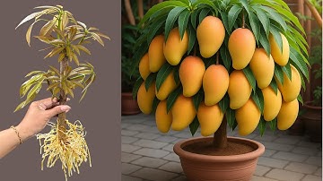 How To Propagate Mango Tree Faster With Coca Cola, how to growing mango tree