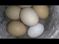 Como encluecar una gallina.(una noche en el gallinero)