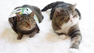 ビールの箱とねこ×。Beer box and Maru&Hana.