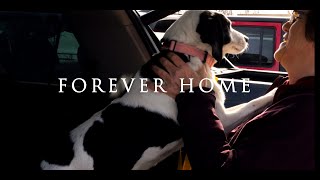 Forever Home: Giving Senior Dogs a Second Chance