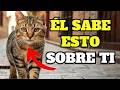 16 Secretos ASOMBROSOS Que Tu Gato Ya Sabe Sobre Ti