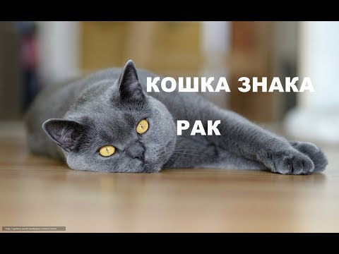 ♋︎Кошка под знаком РАК. Гороскоп для домашних животных