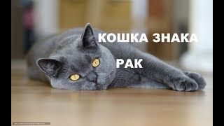КОШКА ДЛЯ УЮТА И ДУШИ. КОШКА- РАК КОШКА ДЛЯ УЮТА И ДУШИ. КОШКА- РАК