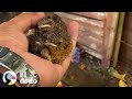 Mamá pájaro construye su nido en la bota de invierno de un chico | El Dodo