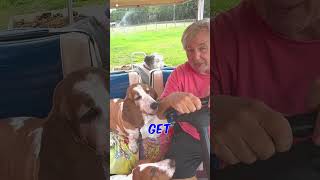 Basset Hound Goes Off On A Bad Dad Joke! #dogs #humor #shorts