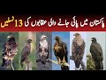 Wild Eagles of Pakistan | 13 Most Beautiful Eagles Found in Pakistan | Wildlife of Pakistan