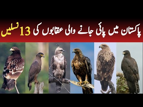 Download Wild Eagles of Pakistan | 13 Most Beautiful Eagles Found in Pakistan | Wildlife of Pakistan