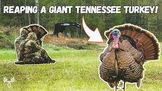 "Reaping" Gone Right! EPIC Turkey Hunt!