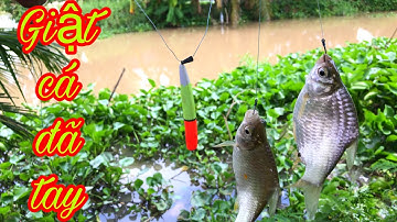 Câu Cá Mè Vinh Bằng Mồi Câu Mới Ở Trong Đám Lục Bình Đầy Cá | Fishing - Miền Tây