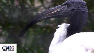 African Sacred Ibis bird in 1080P HD