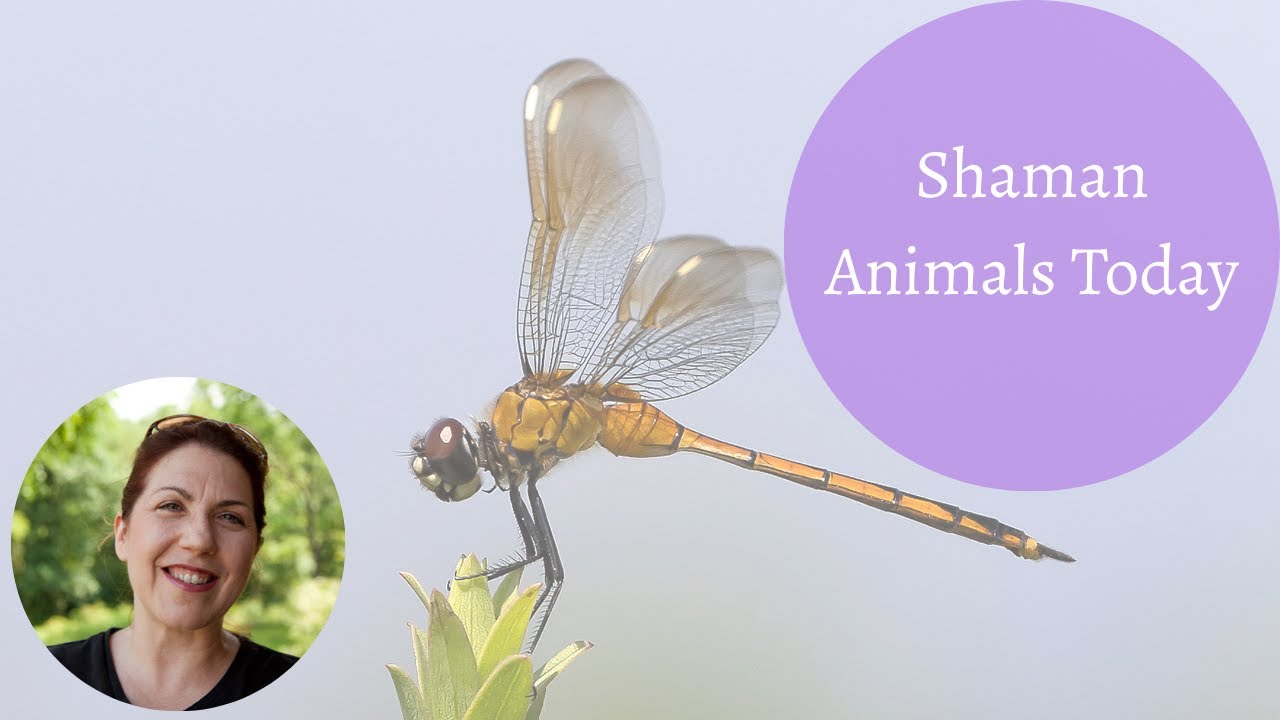 Shaman Animals Today: Wisdom for the Modern Earthkeeper | Listening to Nature’s Guidance 🪶