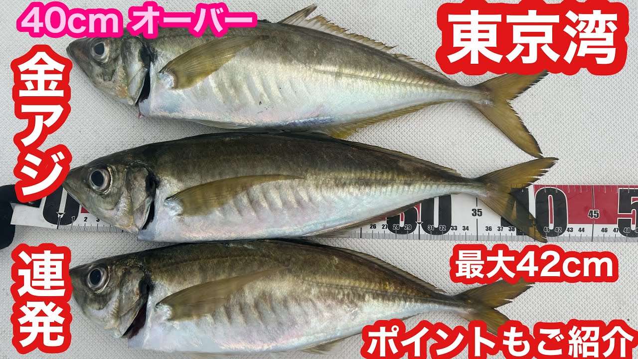 Fishing for giant horse mackerel in Tokyo Bay: Over 40cm golden