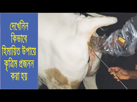 ভিডিও: ট্রাউট প্রজনন কিভাবে?