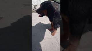 German Shepherd | Rottweiler mix puppy 2 months puppy (angry, lovely, most danger)