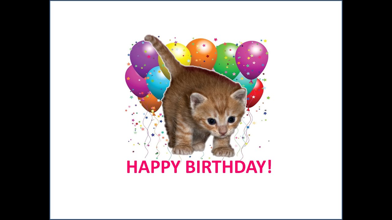 Small cat singing happy birthday - YouTube