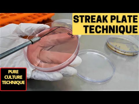 Streak Plate Technique for The Isolation of Pure Culture_A Complete Procedure (Microbiology)